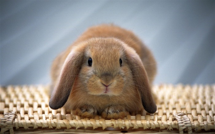 Cute little bunny Tapete #28