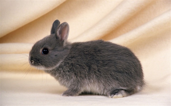 Cute little bunny Tapete #30