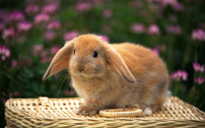 Cute little bunny Tapete #34