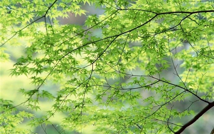 春色 自然風景壁紙 #11