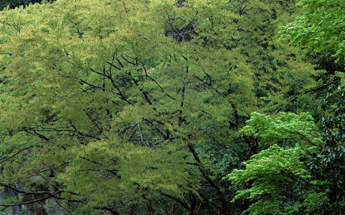 春色 自然风景壁纸27