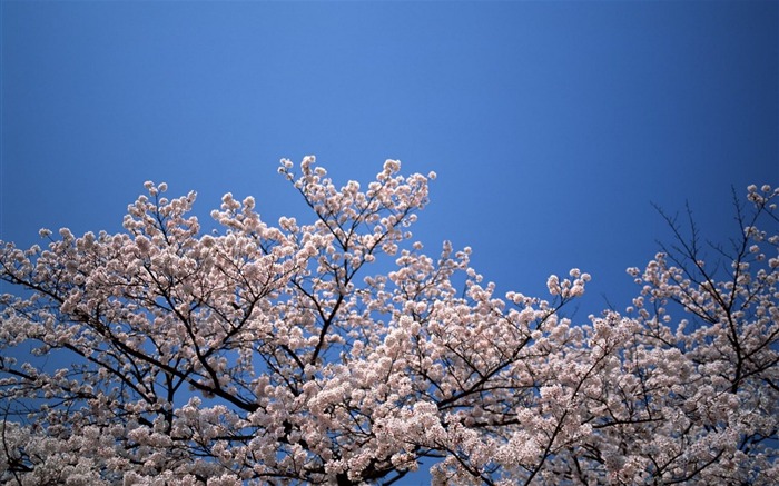 Primavera Naturaleza fondos de pantalla #28