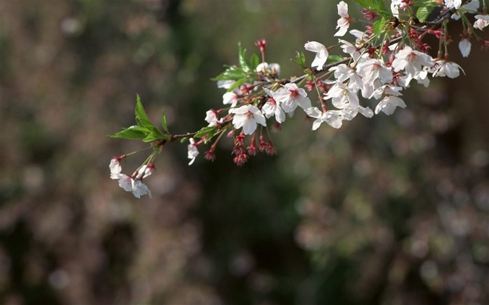 Printemps fonds d'écran Nature #30