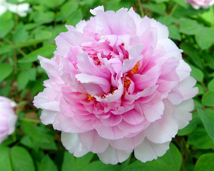 Queen Peony Flower Wallpapers #1