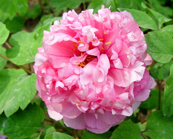 Queen Peony Flower Wallpapers #2