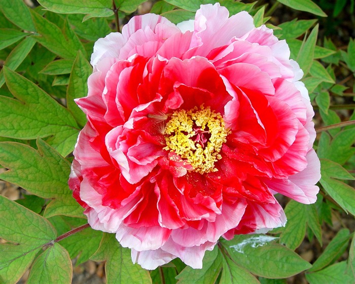 Queen Peony Flower Wallpapers #4