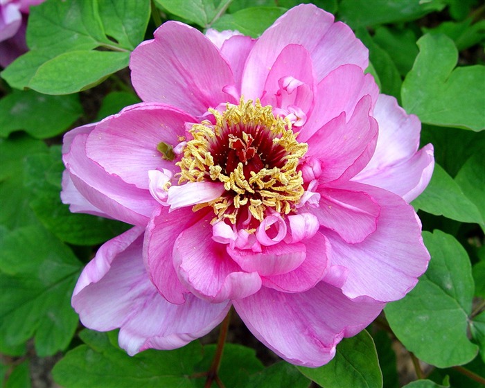 Fonds d'écran de la Reine fleur de pivoine #8