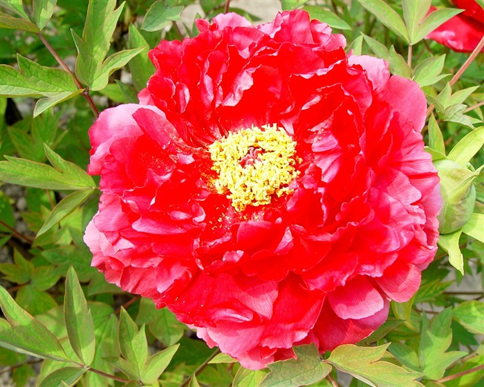 Fonds d'écran de la Reine fleur de pivoine #9