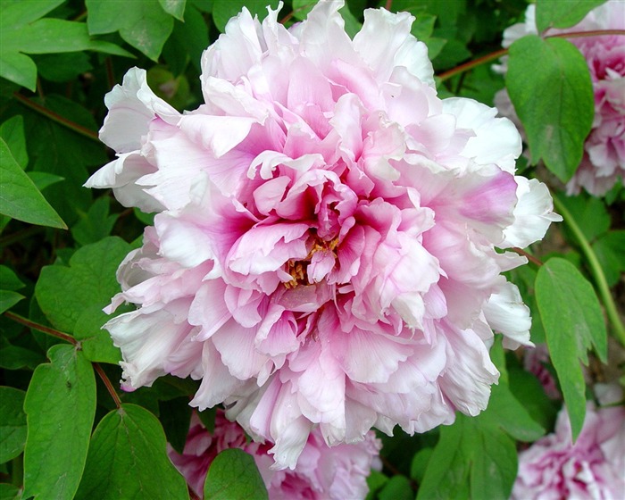 Queen Peony Flower Wallpapers #15