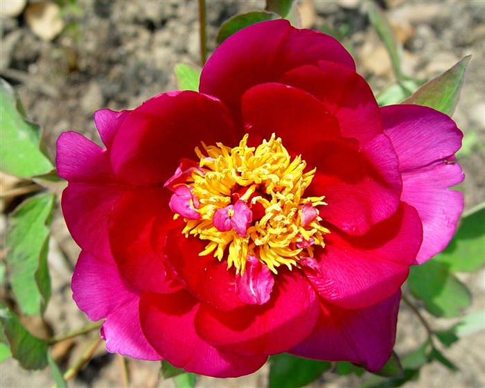 Fonds d'écran de la Reine fleur de pivoine #18