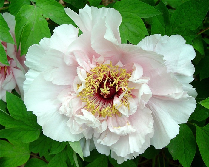 Queen Peony Flower Wallpapers #21