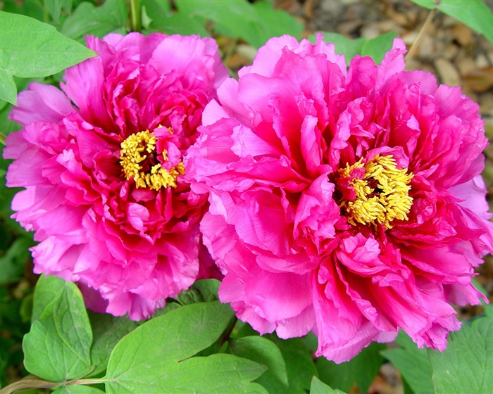 Queen Peony Flower Wallpapers #24