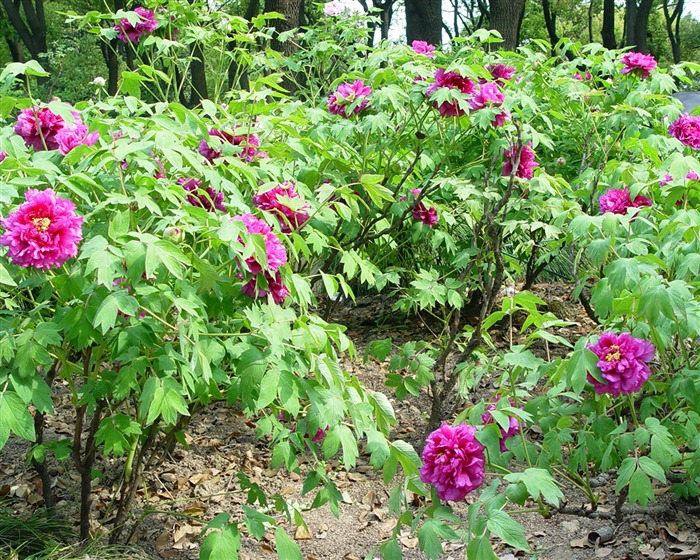 Fonds d'écran de la Reine fleur de pivoine #33