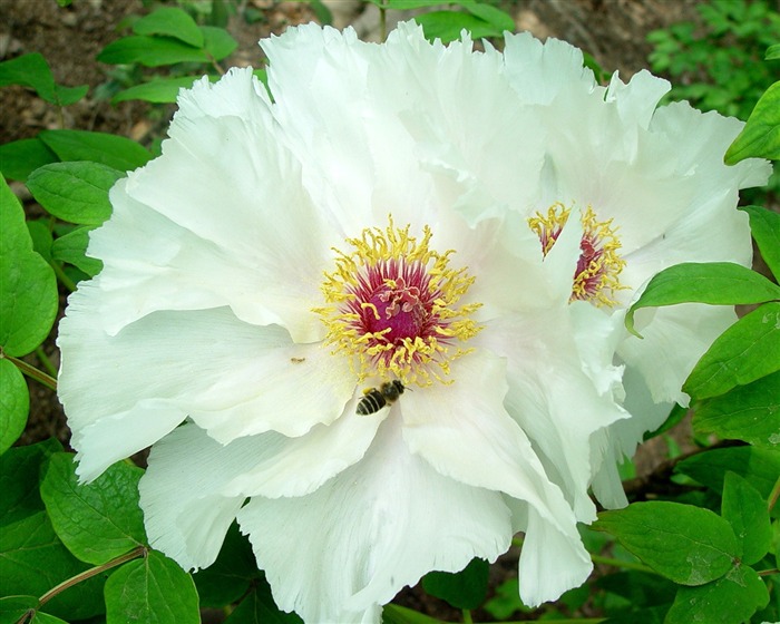 Fondos de la reina Flor Peonía #36