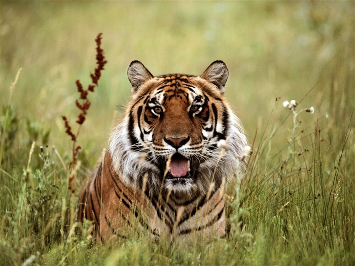 Foto Wallpaper Tigre #10