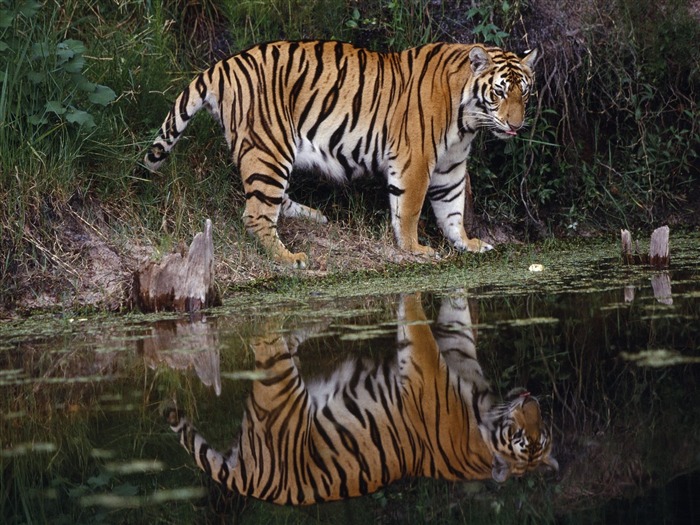 Tiger Photo Wallpaper #12
