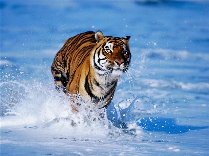 Tiger Foto Wallpaper #15