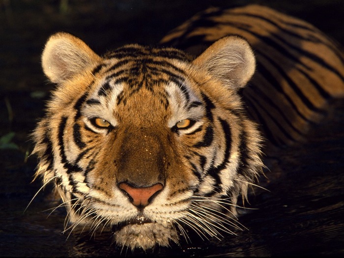 Foto Wallpaper Tigre #16