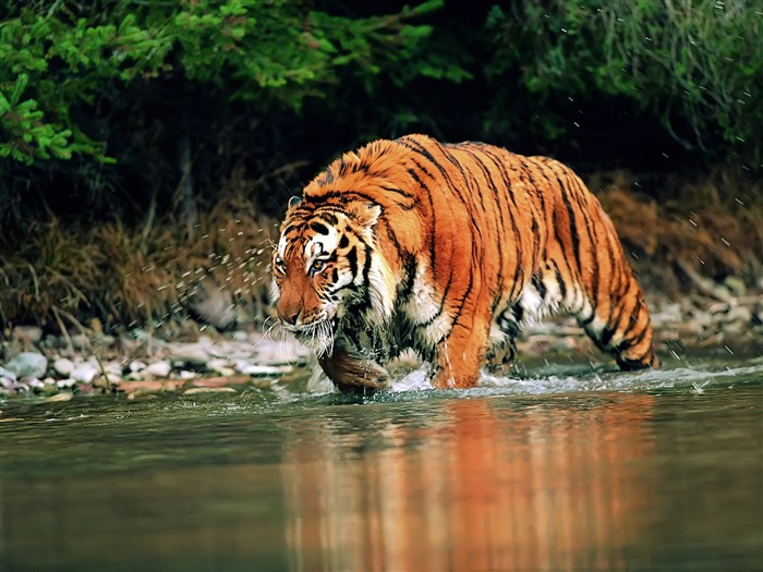 Tiger Photo Wallpaper #17