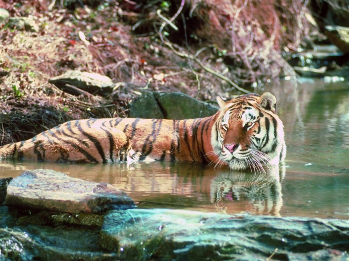 Tiger Photo Wallpaper #18