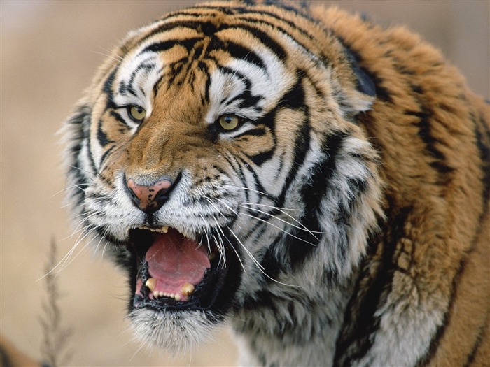 Tiger Foto Wallpaper #25