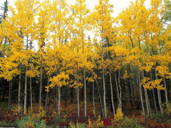 Herbstlandschaft schöne Tapete #4