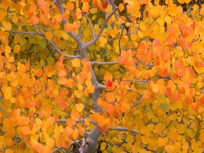 Herbstlandschaft schöne Tapete #5