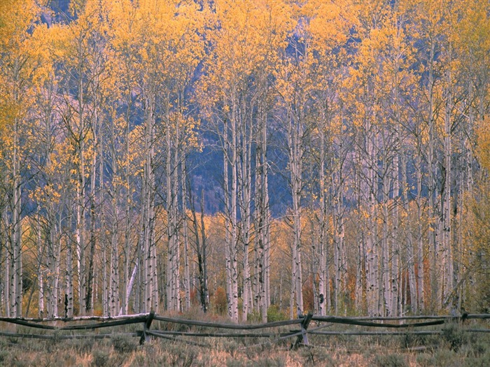 Herbstlandschaft schöne Tapete #7