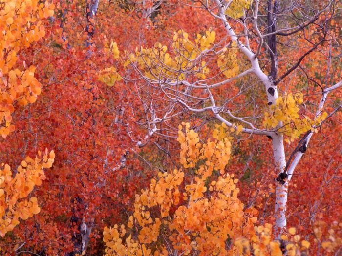 Otoño fondos de escritorio de bellos paisajes #8