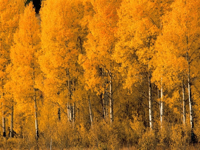 Herbstlandschaft schöne Tapete #9