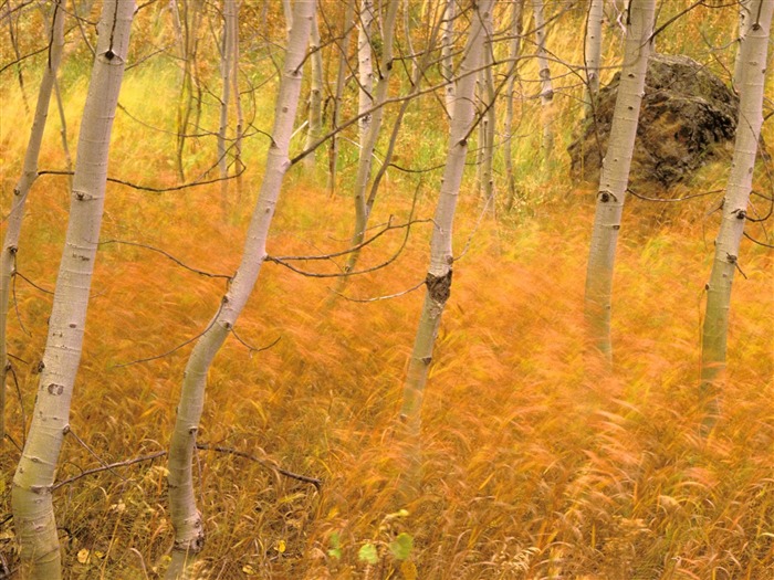Herbstlandschaft schöne Tapete #10