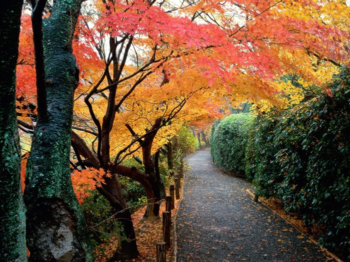가을 풍경 아름다운 벽지 #14