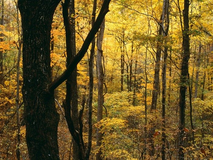 Herbstlandschaft schöne Tapete #17