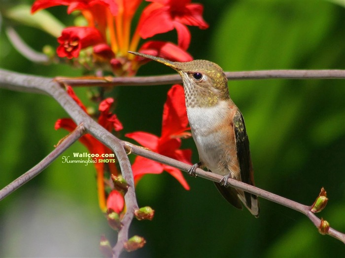 Hummingbirds Photo Wallpaper #1