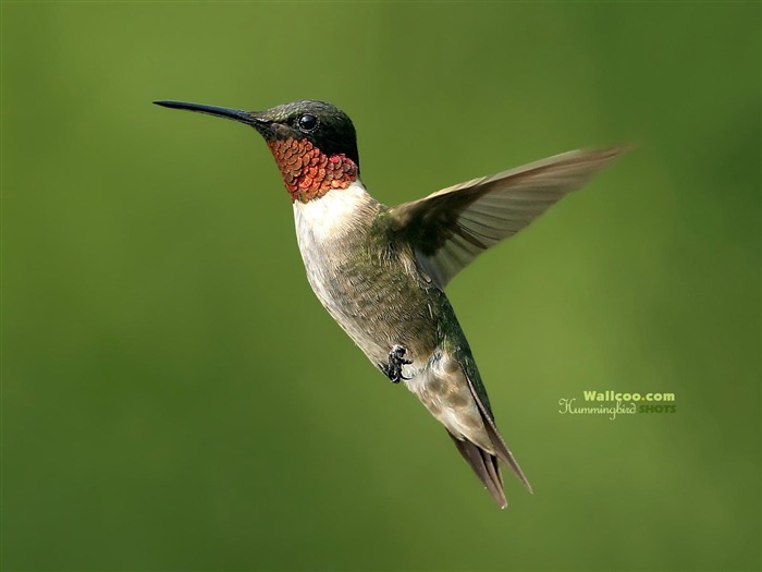 Hummingbirds Photo Wallpaper #2