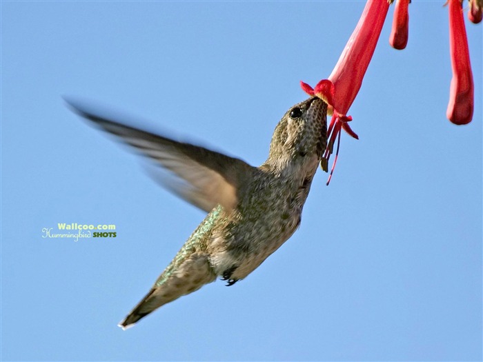 Hummingbirds 사진 바탕 화면 #8