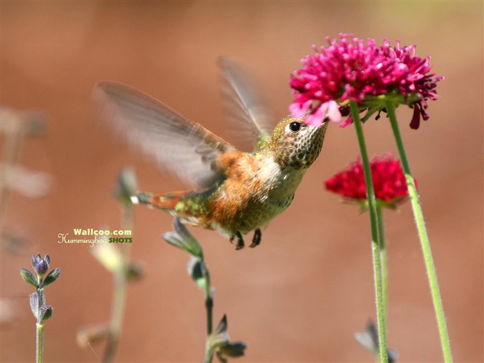 Hummingbirds 사진 바탕 화면 #10