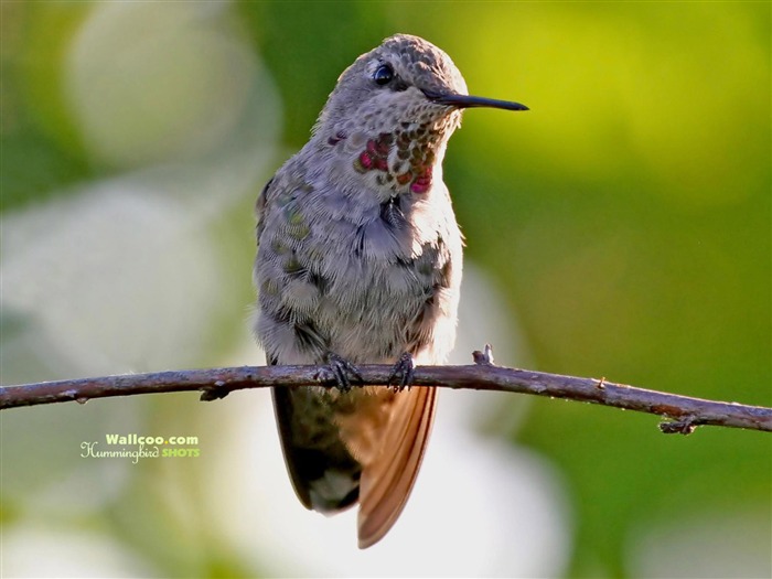 Hummingbirds 사진 바탕 화면 #11