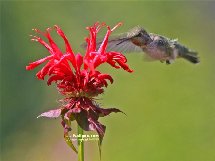 Colibríes Foto Wallpaper #12