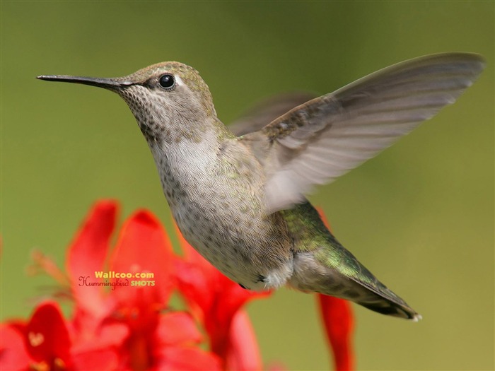 Colibríes Foto Wallpaper #14