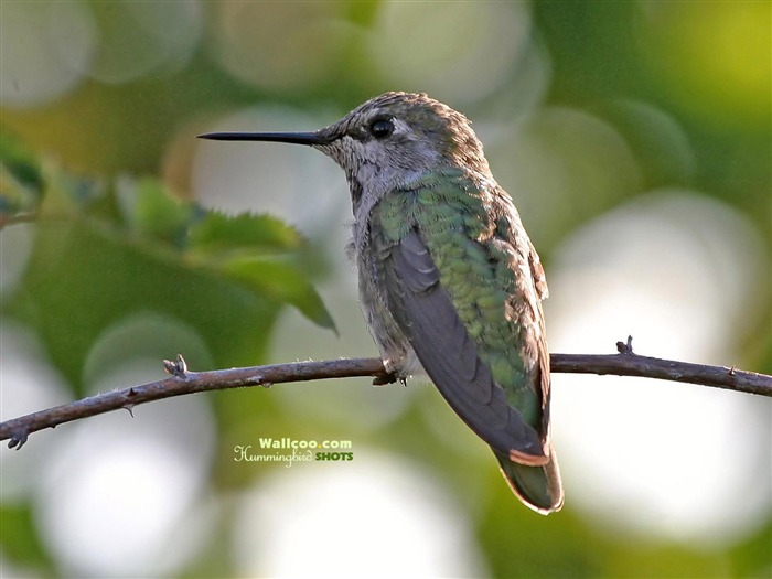 Colibríes Foto Wallpaper #15