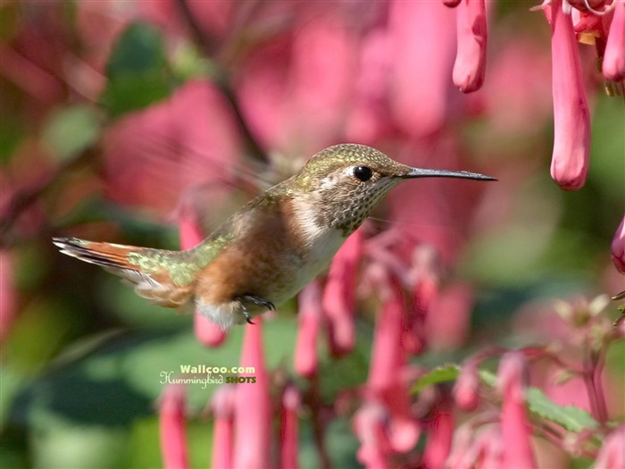 Colibríes Foto Wallpaper #16