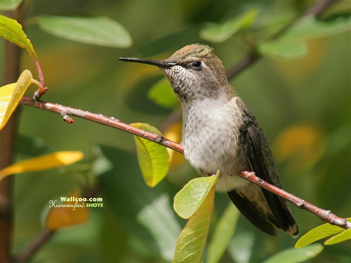 Colibríes Foto Wallpaper #18