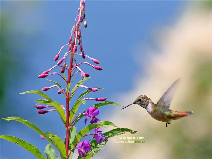 Colibríes Foto Wallpaper #19