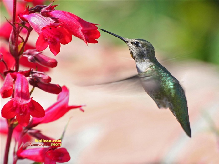 Colibríes Foto Wallpaper #20