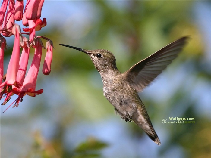 Colibríes Foto Wallpaper #21