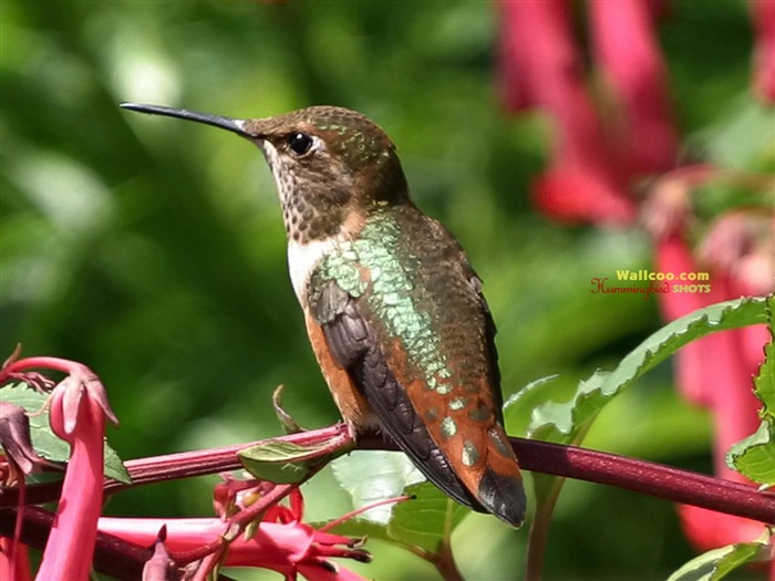 Colibríes Foto Wallpaper #22