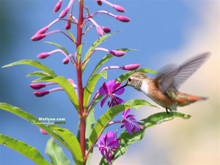 Colibríes Foto Wallpaper #23