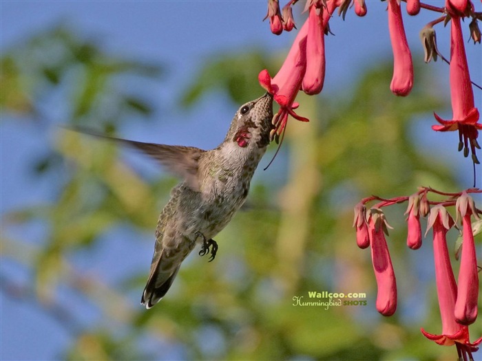 hummingbirds Foto Wallpaper #25
