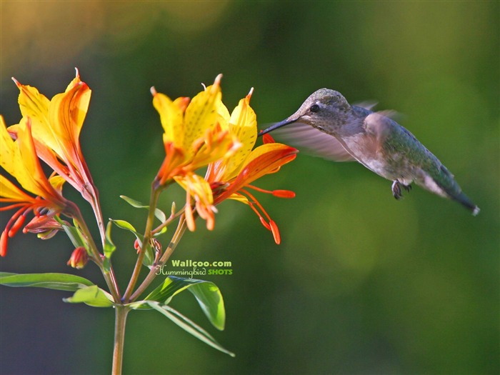 Fond d'écran Photo colibris #26